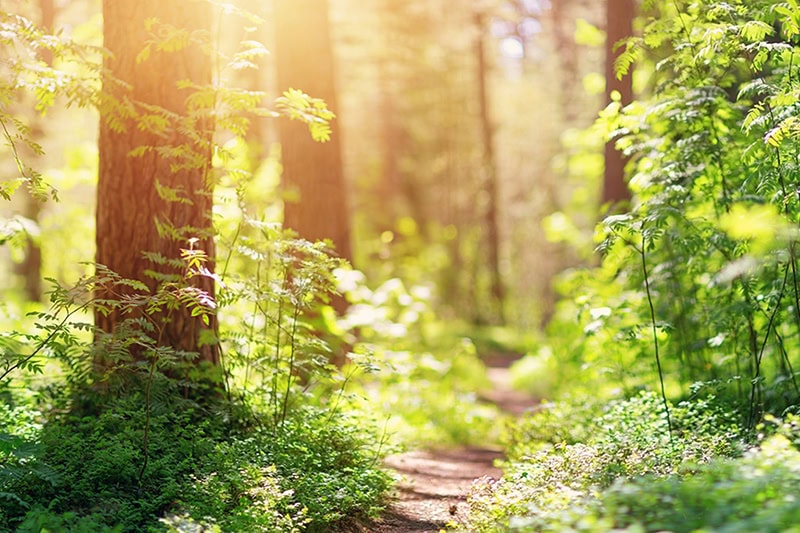 What Does a Geothermal System Cost? Photo of a wooden path in a green forrest.
